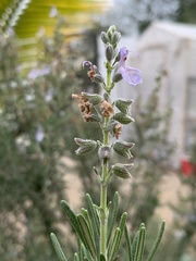 Salvia rosmarinus