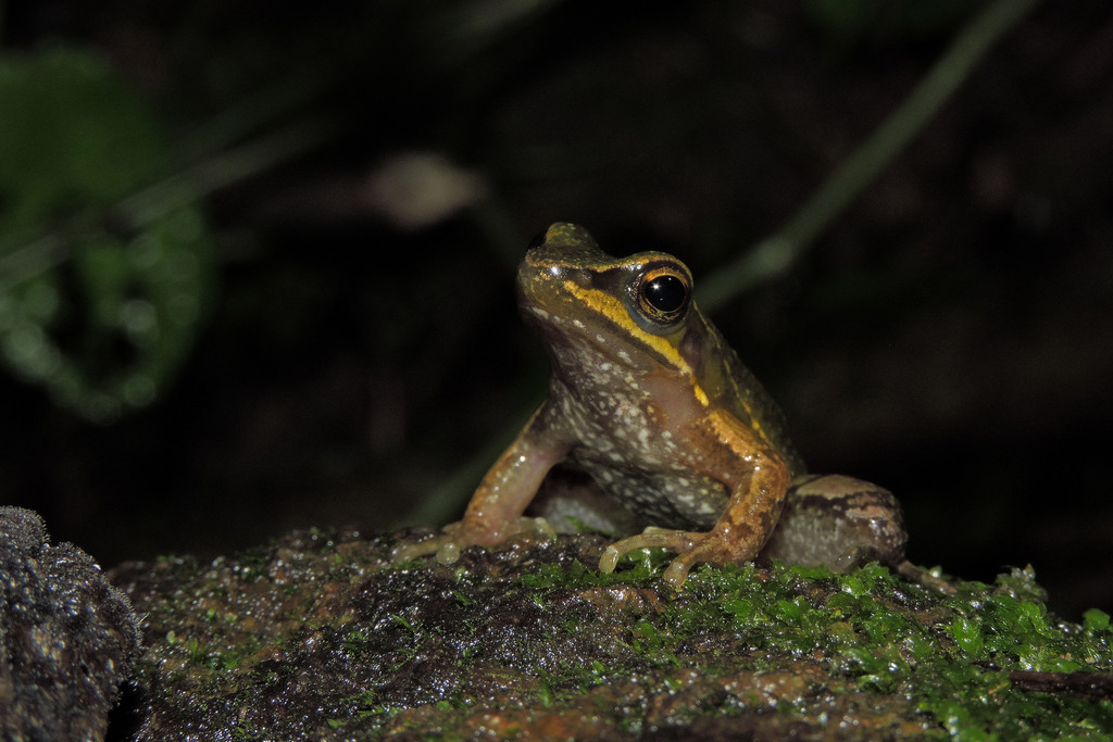 Sao Paulo Tree Toad