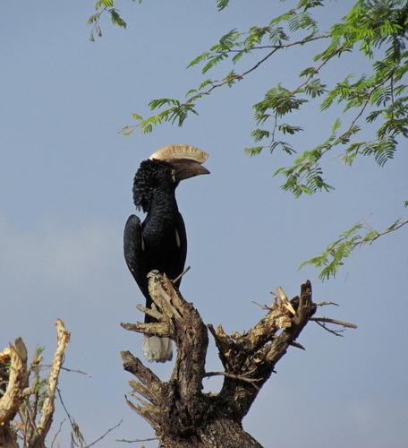 Silvery-cheeked Hornbill