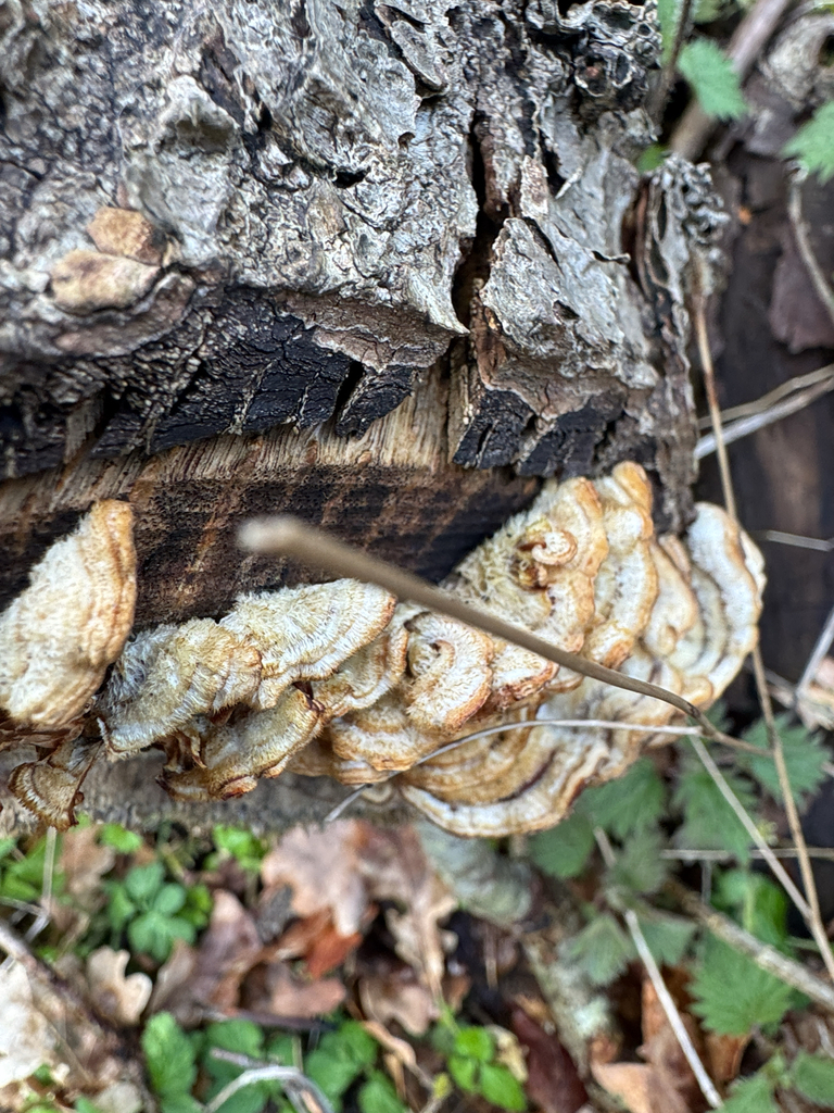 Stereum hirsutum · March 2026 · photo: © ericd02 (iNaturalist, cc0)