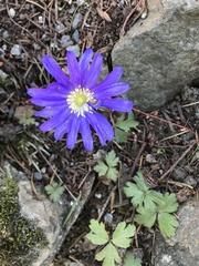 Anemonoides apennina