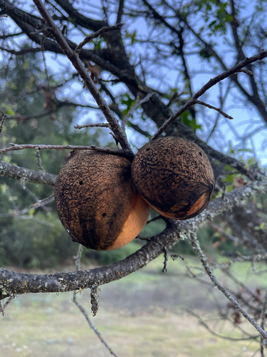iNaturalist observation photo of California Gall Wasp