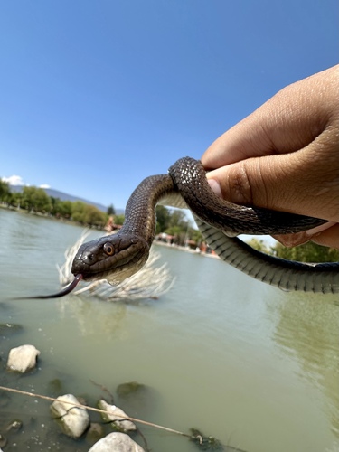Blackbelly Garter Snake