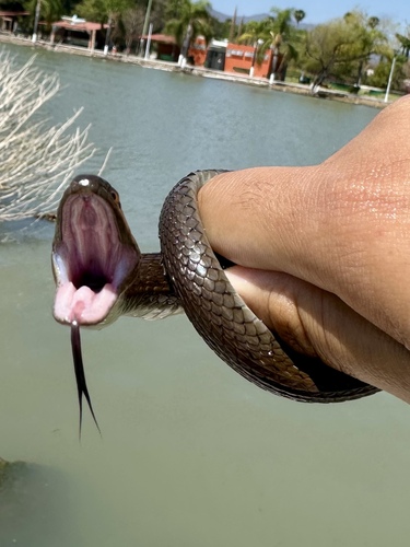 Blackbelly Garter Snake