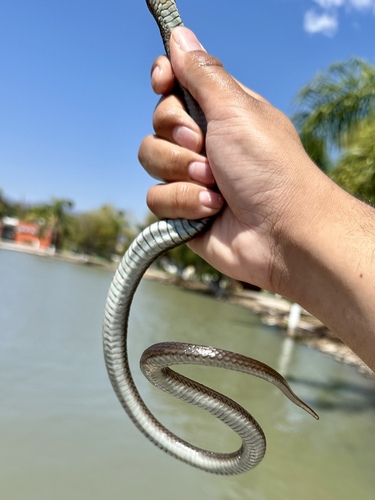 Blackbelly Garter Snake
