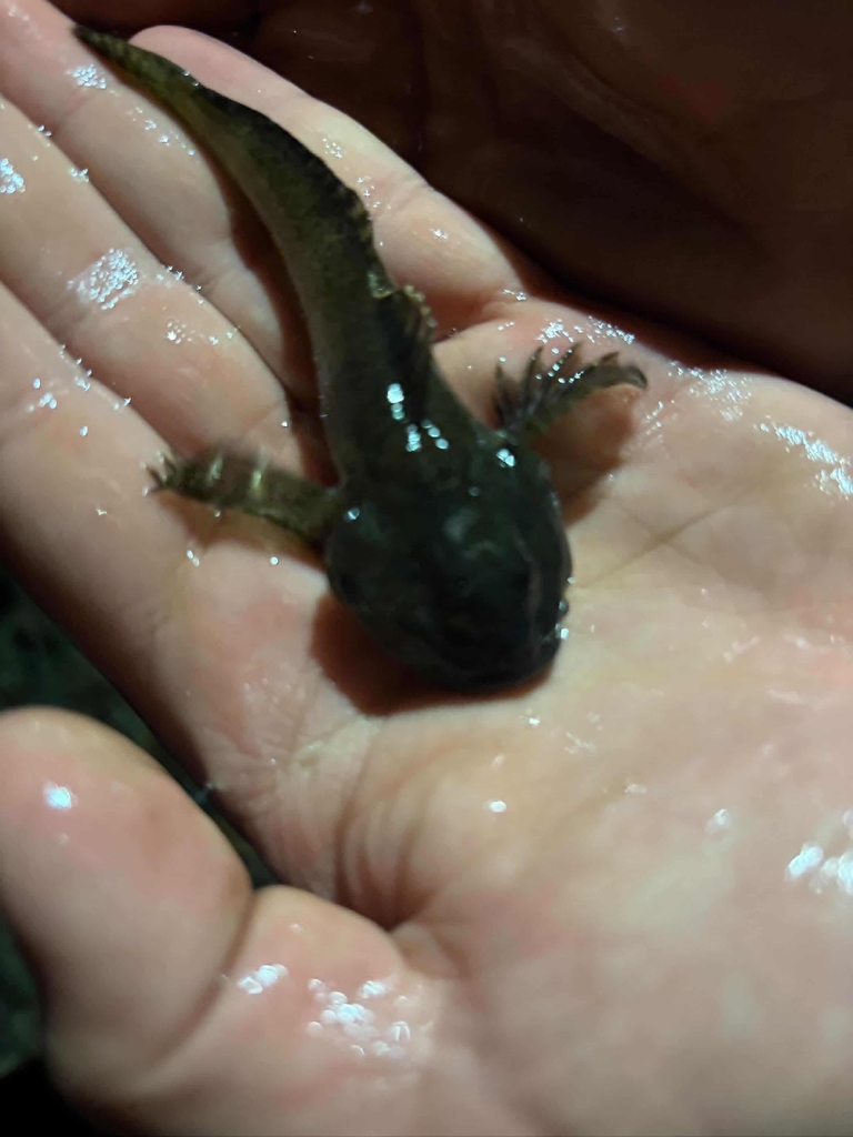 Bullhead (Cottus gobio) — Cottidae