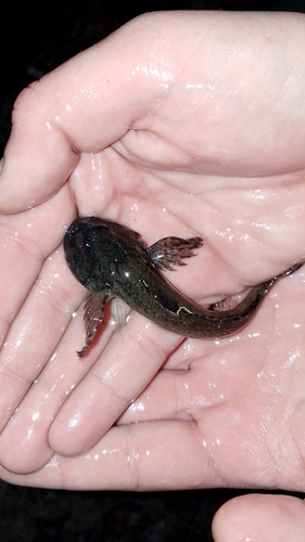 Bullhead (Cottus gobio) — Cottidae — 4