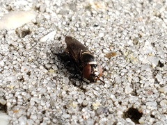 Chrysogaster