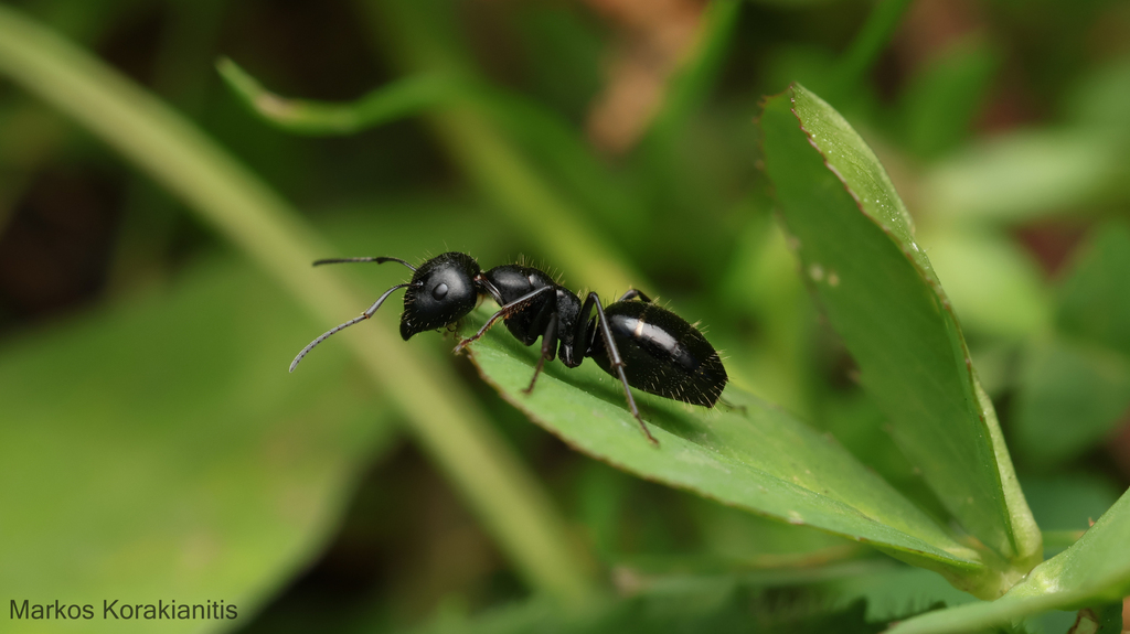 Gestro's Carpenter Ant
