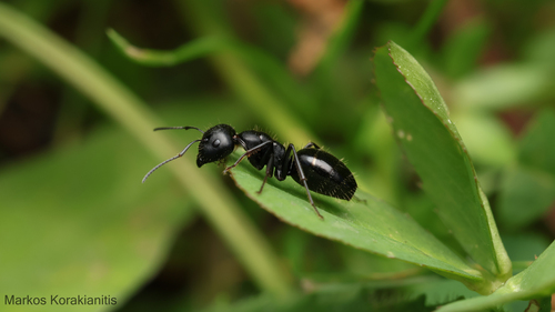 Camponotus gestroiCamponotus gestroi