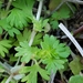 Slender Parsley-Piert - Photo (c) Alvin Diamond, some rights reserved (CC BY-NC), uploaded by Alvin Diamond