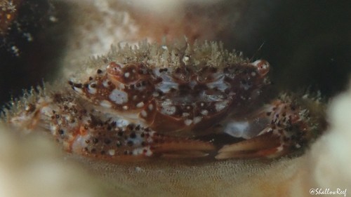 Domecia hispida, 2020-03-04