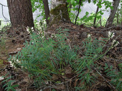 Astragalus gorczakovskii