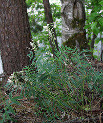 Astragalus gorczakovskii