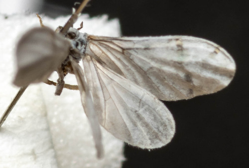 Coniopteryx tineiformis