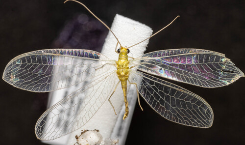 Cunctochrysa albolineata