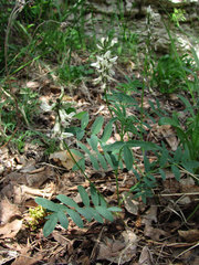 Astragalus gorczakovskii