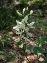 Astragalus gorczakovskii