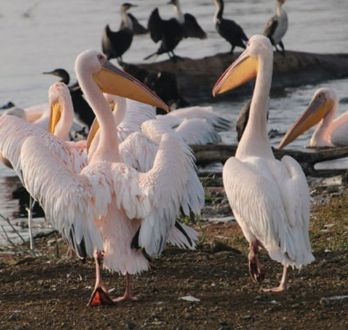 iNaturalist: (c) Sam Ver Eecke, some rights reserved (CC BY-NC), uploaded by Sam Ver Eecke iNaturalist image