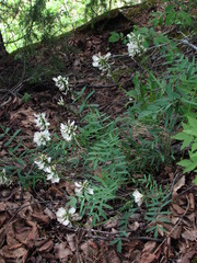 Astragalus gorczakovskii