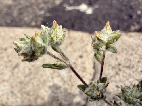 California cottonrose (Logfia filaginoides)