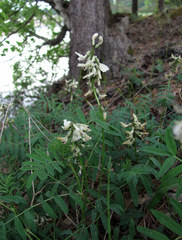 Astragalus gorczakovskii