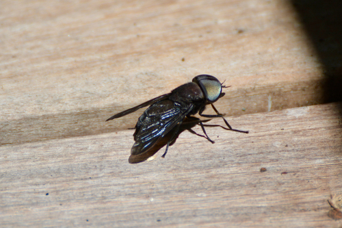 Unknown species found near Fakahatchee Strand Preserve State Park Trail, Naples, FL, US