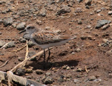 iNaturalist: (c) Sam Ver Eecke, some rights reserved (CC BY-NC), uploaded by Sam Ver Eecke iNaturalist image