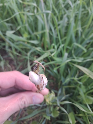 White Italian Snail