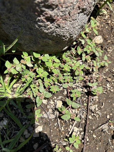 Florida Hammock Sandmat (Euphorbia ophthalmica)
