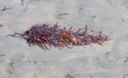 Grateloupia californica observed 2026-03-22