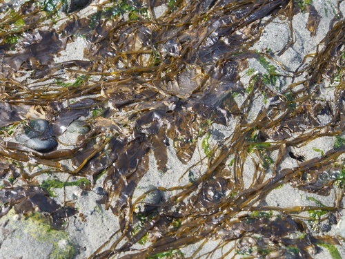 Petalonia fascia observed 2026-03-22
