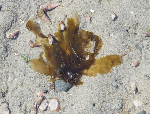 Petalonia fascia observed 2026-03-22