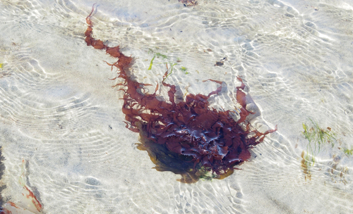 Grateloupia californica observed 2026-03-22