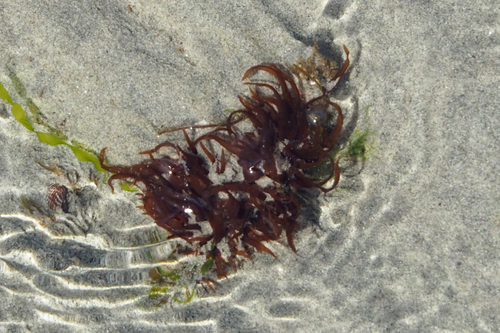 Grateloupia californica observed 2026-03-22