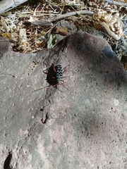 Placosternus erythropus