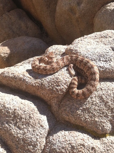 Photo of a Southwestern Speckled Rattlesnake (Crotalus pyrrhus)