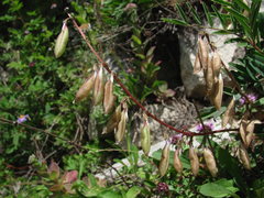 Astragalus gorczakovskii