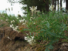 Astragalus gorczakovskii