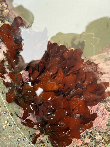 Dilsea californica observed 2024-07-26