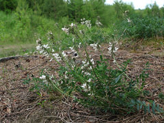 Astragalus gorczakovskii