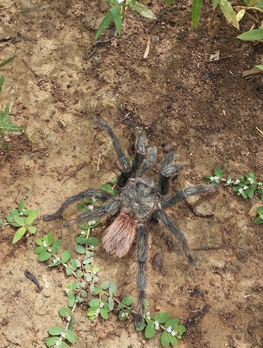 Lasiodora sertaneja