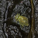 Pseudobourletiella spinata - Photo (c) solomon hendrix, μερικά δικαιώματα διατηρούνται (CC BY-NC), uploaded by solomon hendrix