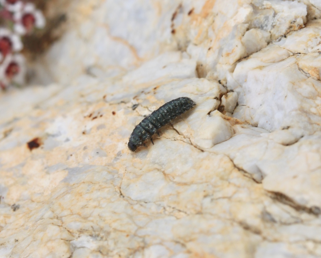 Encelia Leaf Beetle