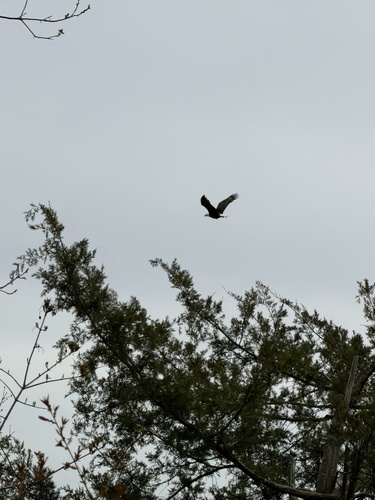 iNaturalist observation 2026-03-25