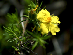 Hibbertia stricta