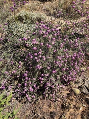Dalea pulchra