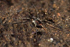 Protolophus singularis