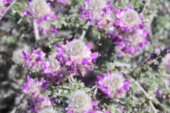 Dalea pulchra