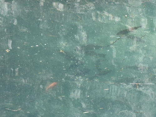 Carassius auratus
